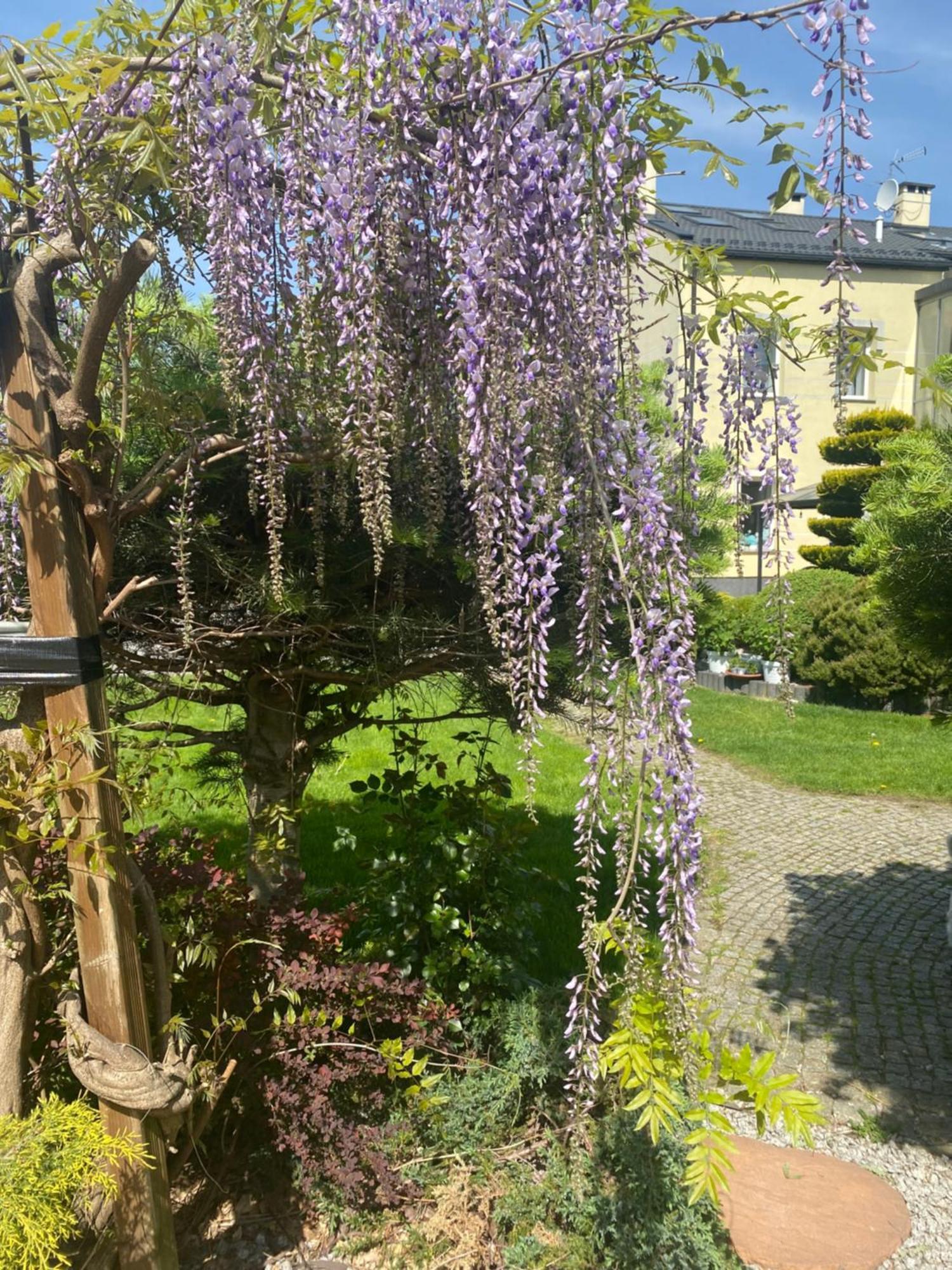 Konstantynów Łódzki Apartamenty I Pokoje „Pod Jedynka” מראה חיצוני תמונה
